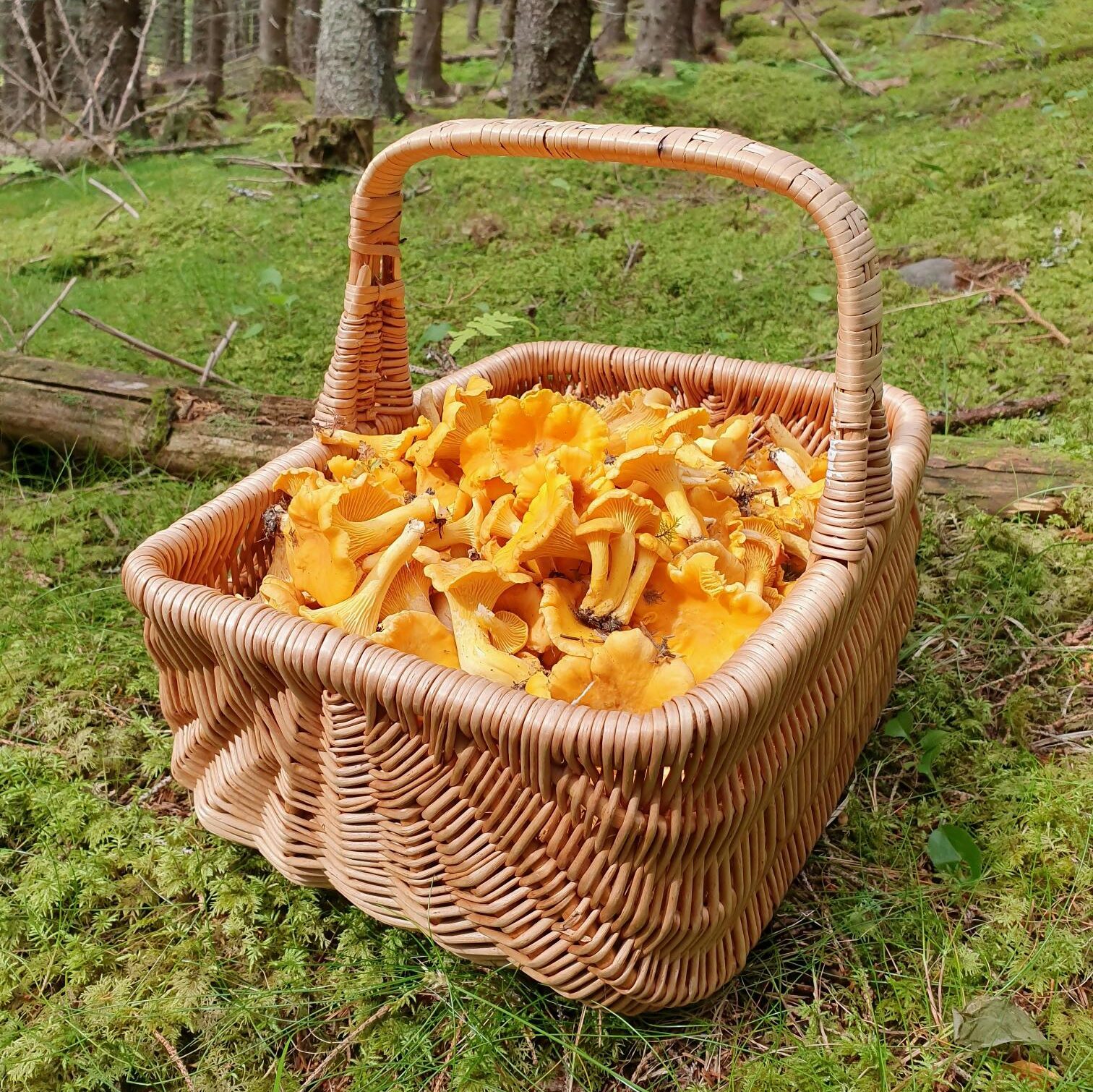Full kurv med flotte kantareller