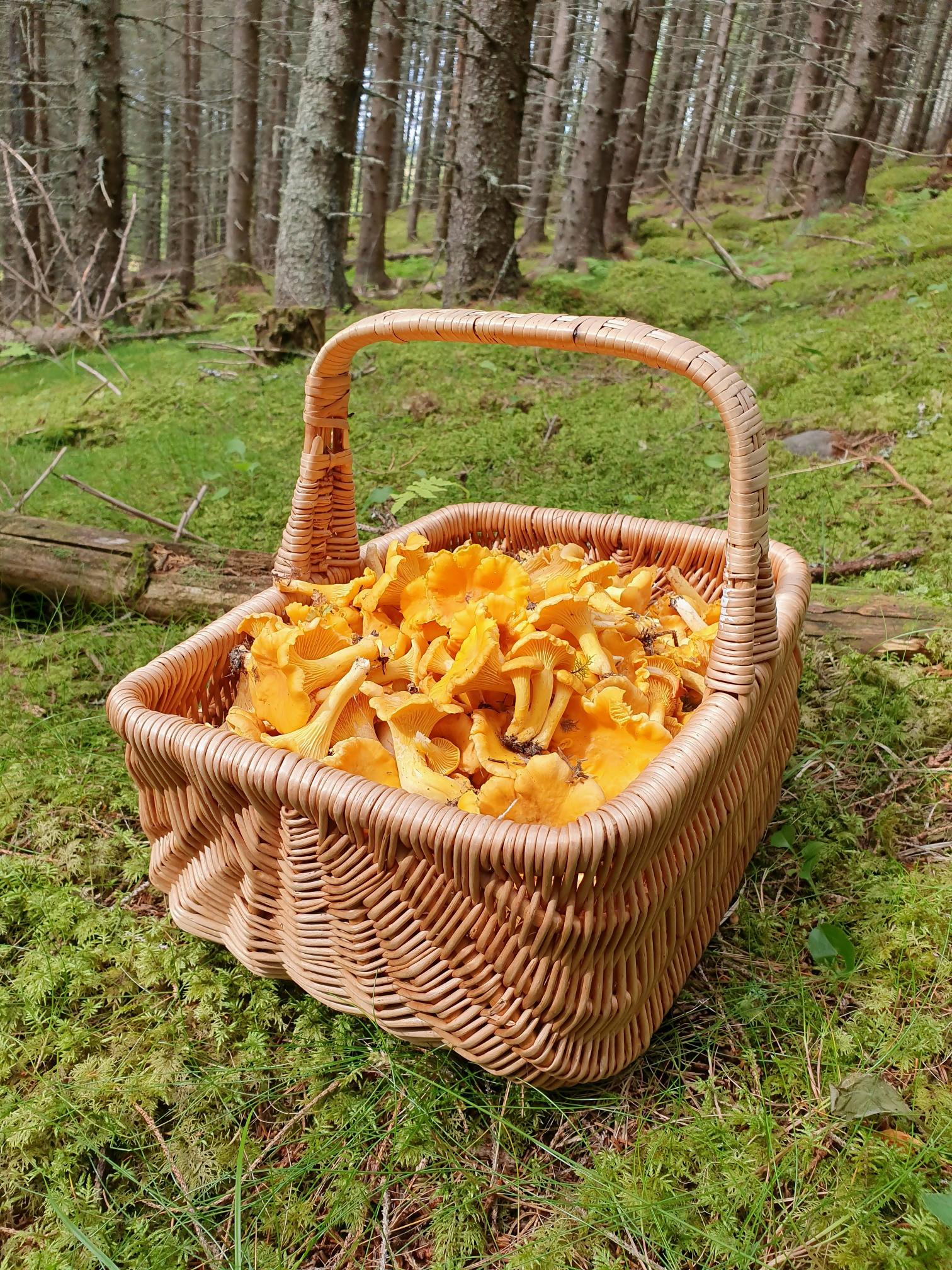Full kurv med flotte kantareller