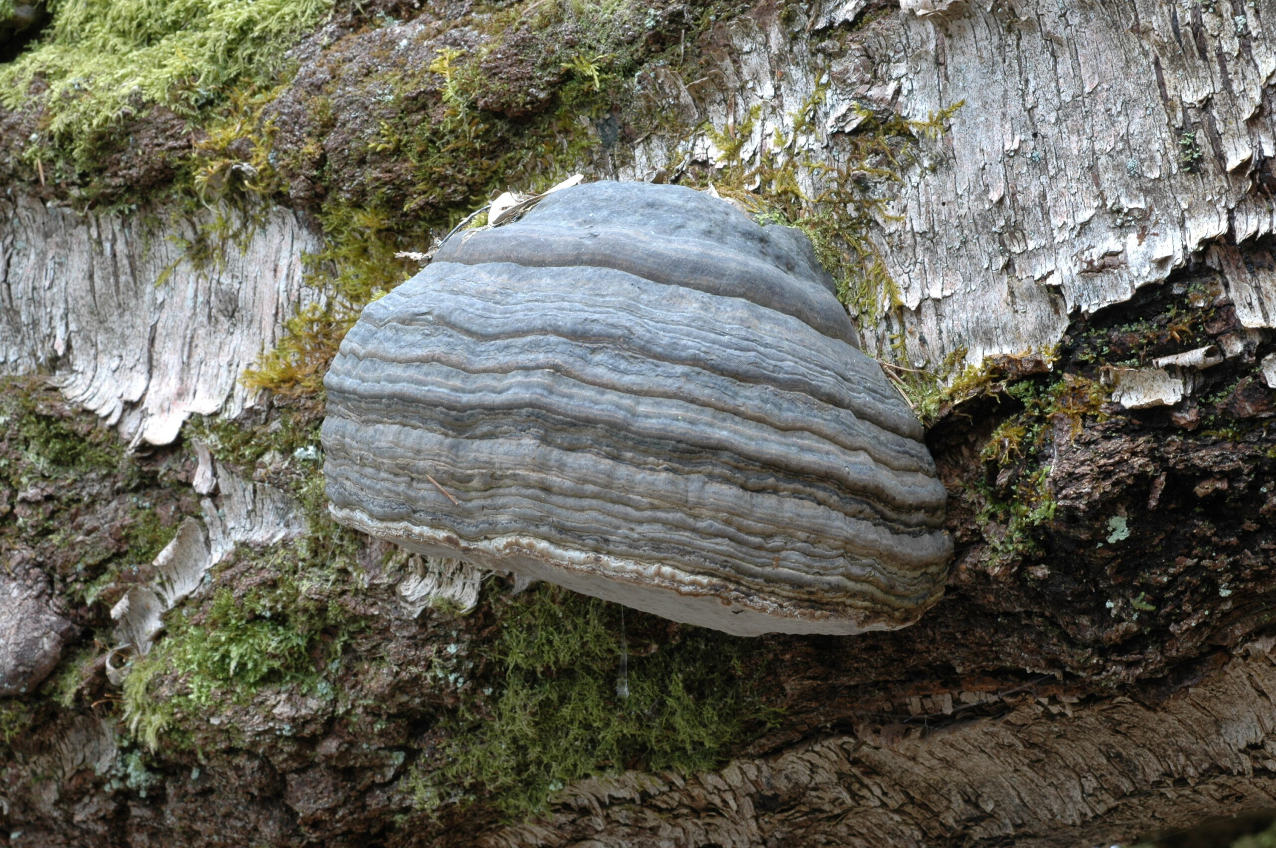 Lær å lage bål med knuskkjuke (15-30 år)
